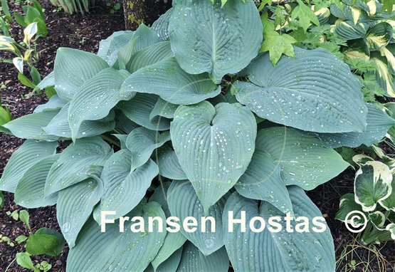 Hosta Blue Angel