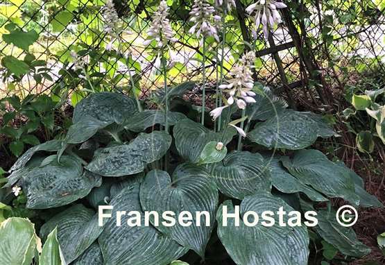 Hosta Blue Angel