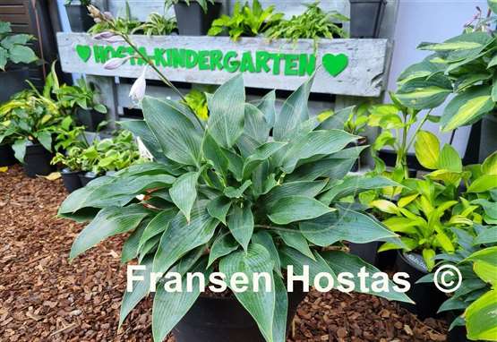 Hosta Blue Arrow