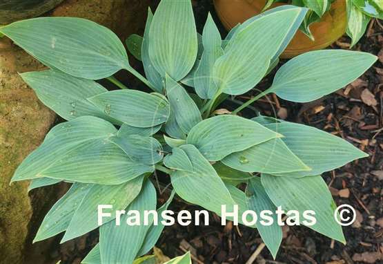 Hosta Blue Baron