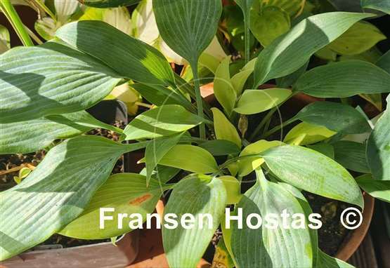 Hosta Blue Baron