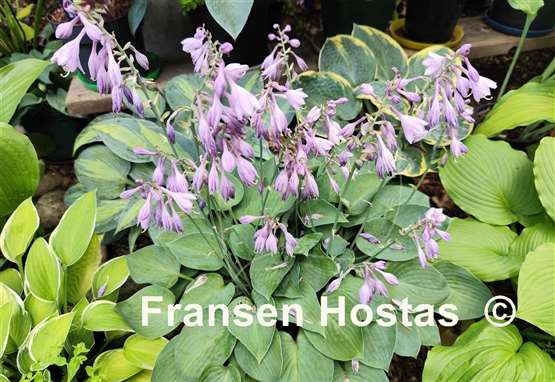 Hosta Blue Belle