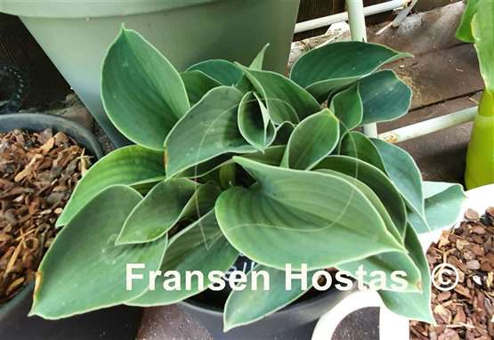 Hosta Blue Belle