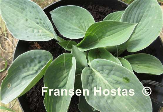 Hosta Blue Biscuit
