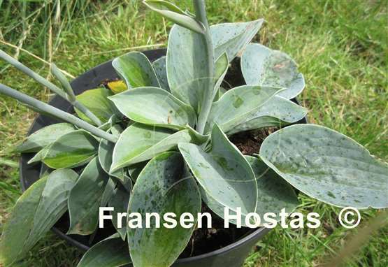 Hosta Blue Biscuit
