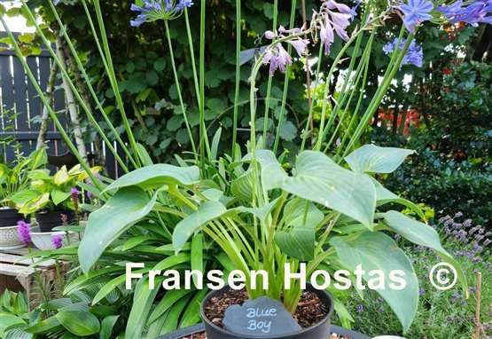 Hosta Blue Boy