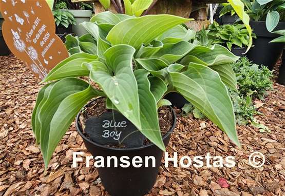 Hosta Blue Boy