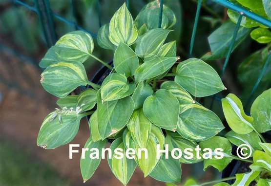 Hosta Blue Cadet Streaked