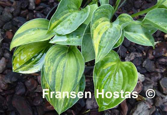 Hosta Blue Cadet Streaked