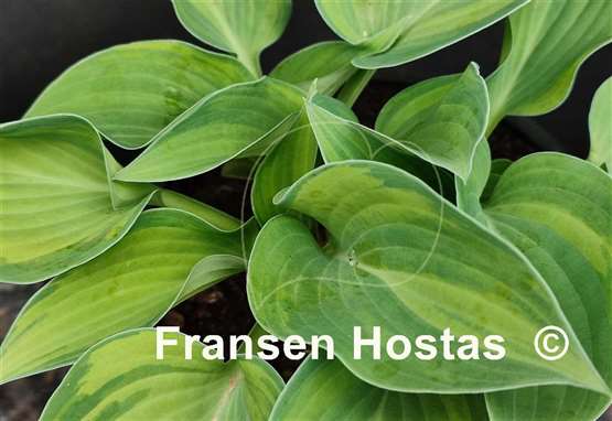 Hosta Blue Cadet Streaked