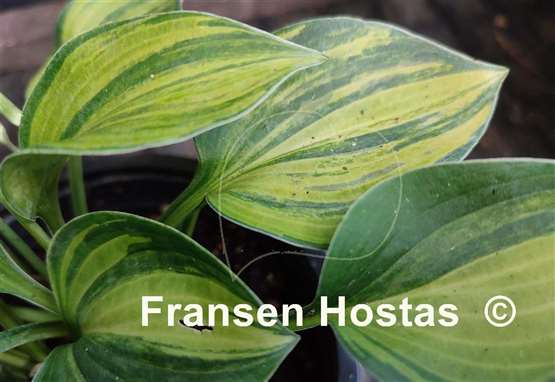 Hosta Blue Cadet Streaked