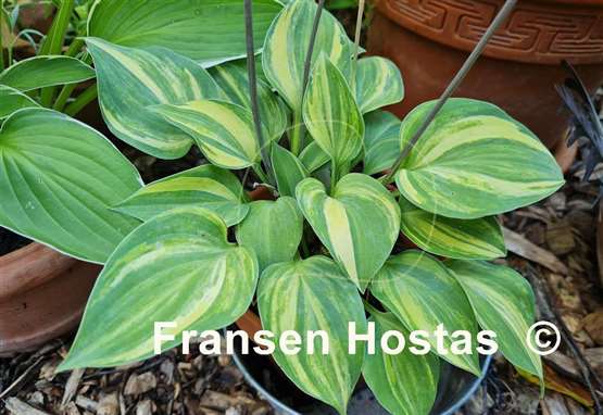 Hosta Blue Cadet Streaked