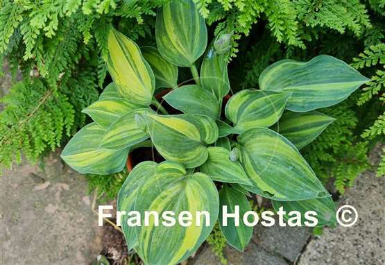 Hosta Blue Cadet Streaked
