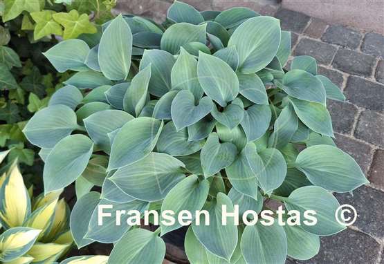 Hosta Blue Cadet