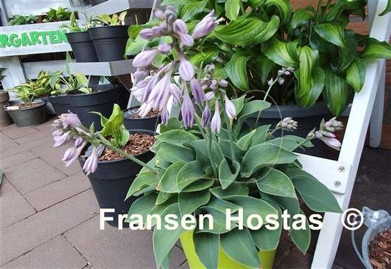 Hosta Blue Cadet