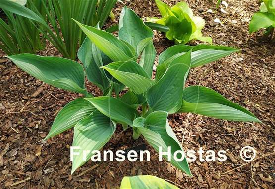 Hosta Blue Canoe