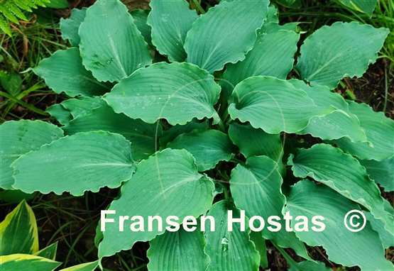 Hosta Blue Cascade