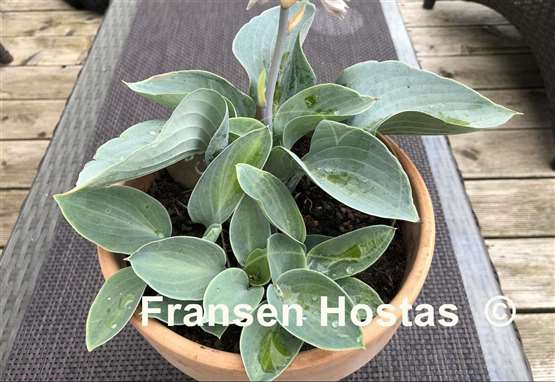 Hosta Blue Chip