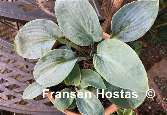 Hosta Blue Chip