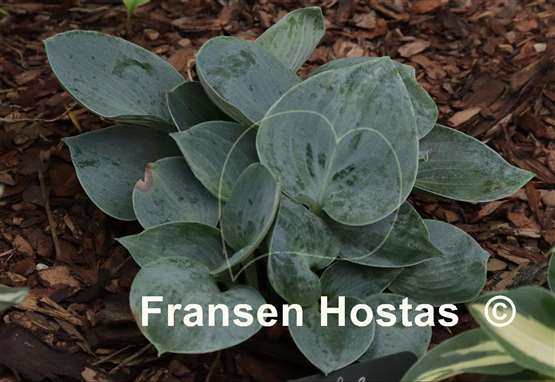 Hosta Blue Chip