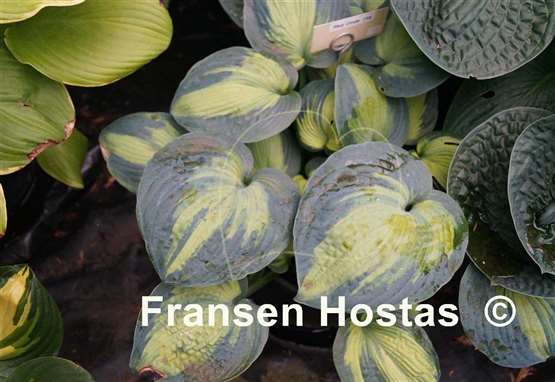 Hosta Blue Circle