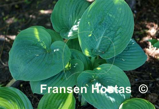 Hosta Blue Dolphin