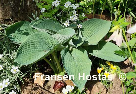 Hosta Blue Dome