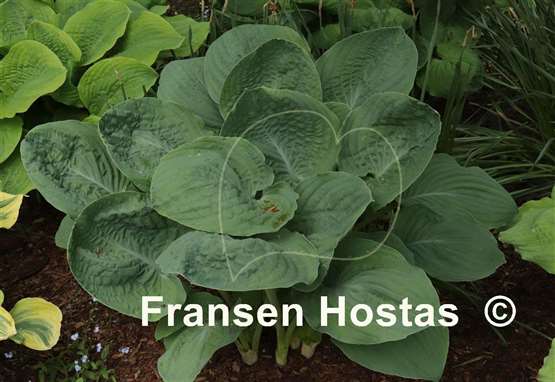 Hosta Blue FH Collection 2024