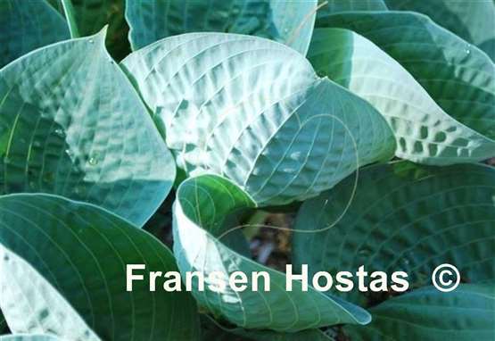Hosta Blue FH Collection 2024