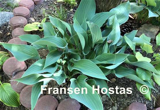 Hosta Blue FH Collection 2024