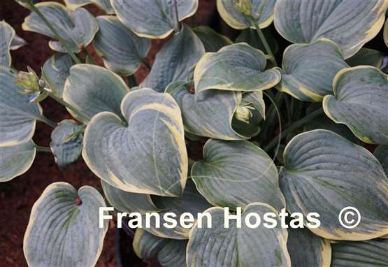 Hosta Blue Flame