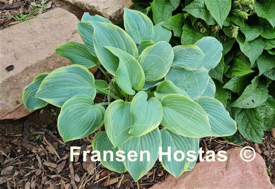 Hosta Blue Flame