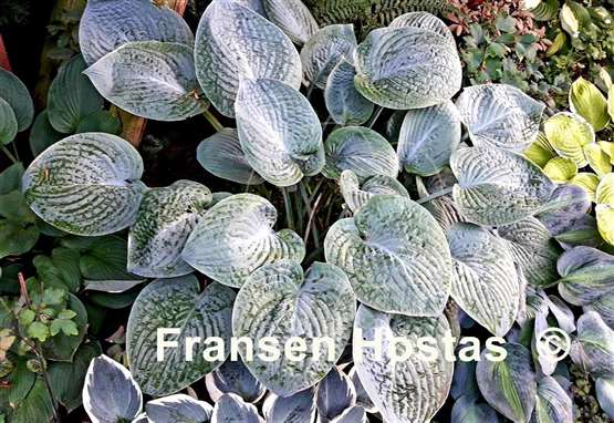 Hosta Blue Hawaii
