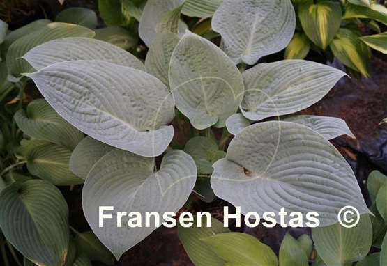 Hosta Blue Hawaii