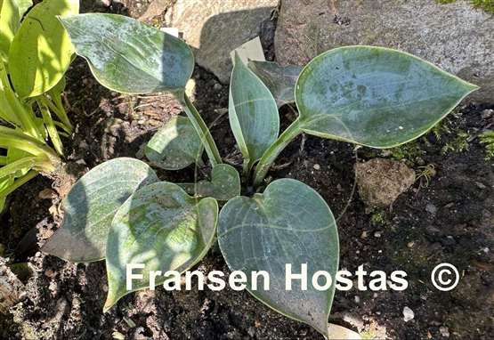 Hosta Blue Ice