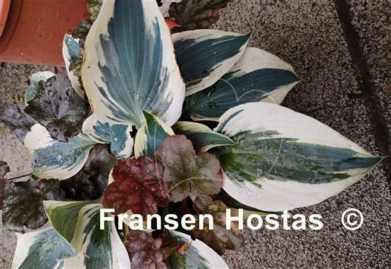 Hosta Blue Ivory
