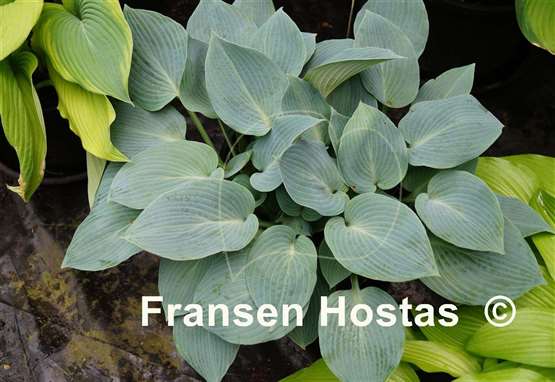 Hosta Blue Jay