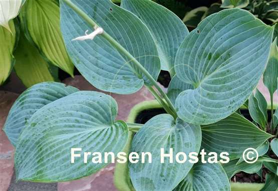 Hosta Blue Jay