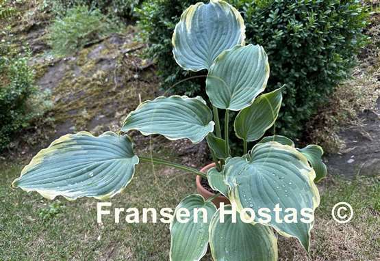Hosta Blue Jeans Bling