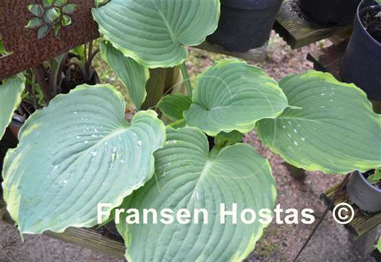 Hosta Blue Jeans Bling
