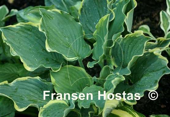 Hosta Blue Jeans Bling