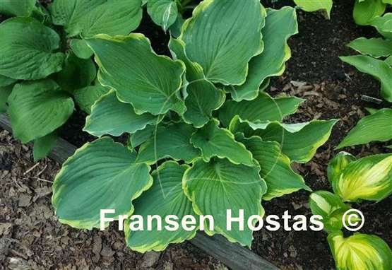 Hosta Blue Jeans Bling