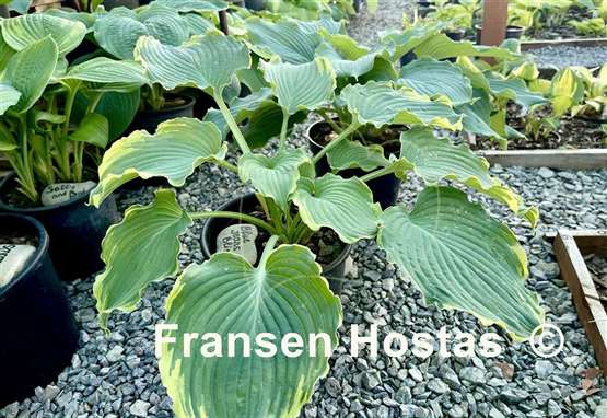 Hosta Blue Jeans Bling