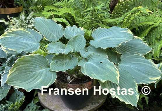 Hosta Blue Jeans Bling