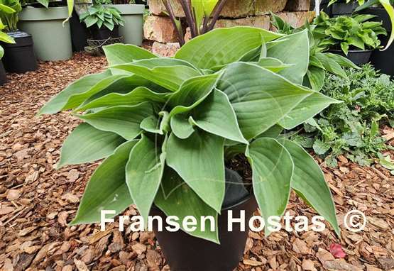 Hosta Blue Lady