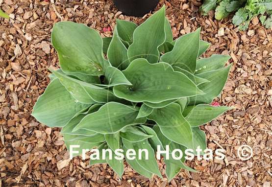 Hosta Blue Lady