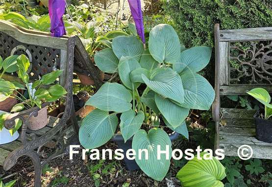 Hosta Blue Mammoth