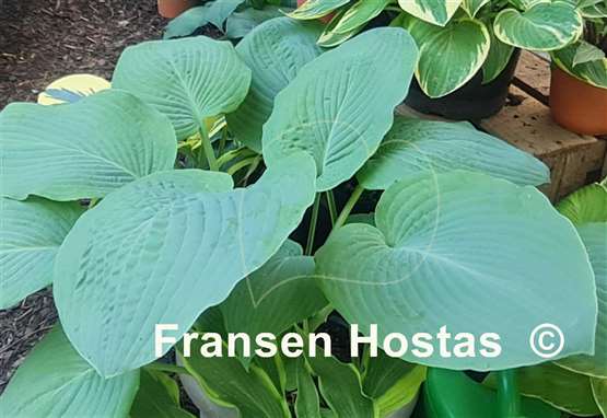 Hosta Blue Mammoth