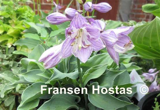 Hosta Blue Monday