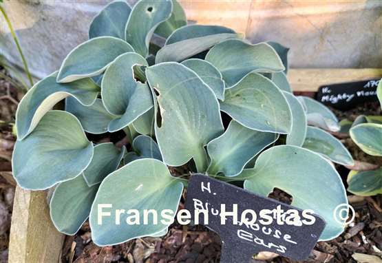 Hosta Blue Mouse Ears